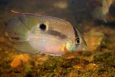 maroni Cichlidae