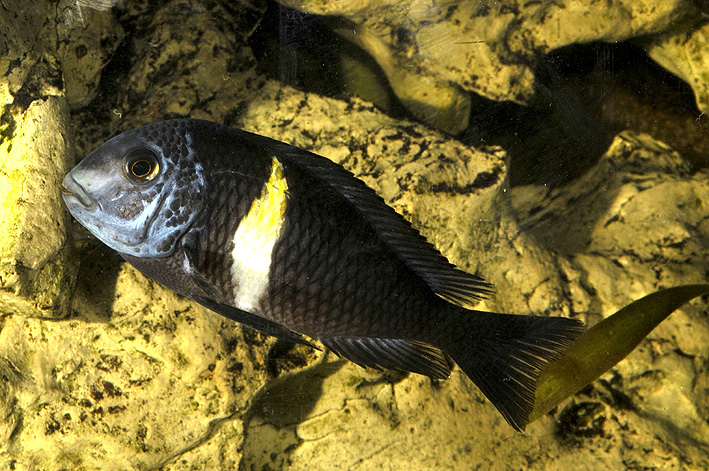 Tropheus duboisi