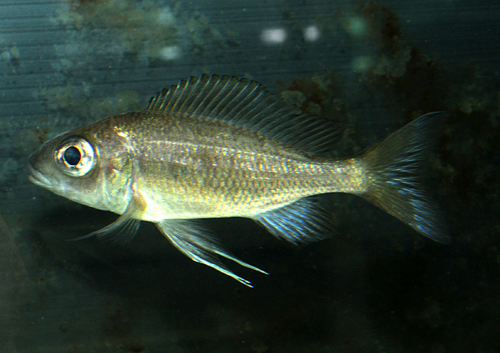 Ophthalmotilapia heterodonta
