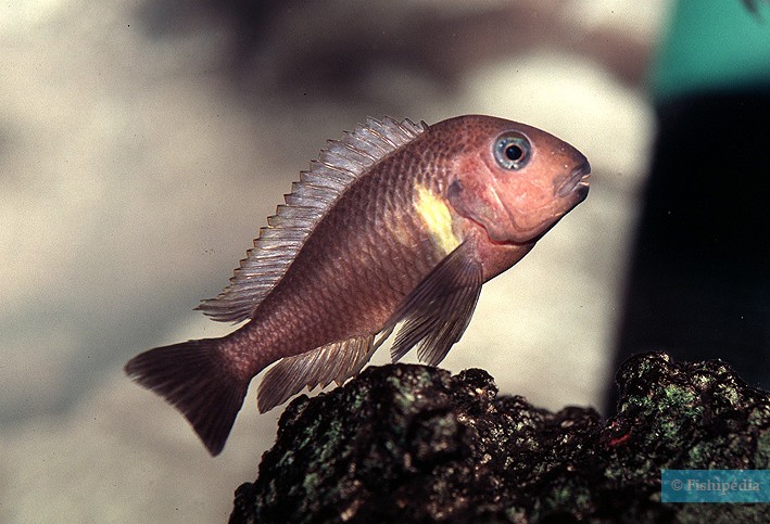 Tropheus brichardi - Brichardi