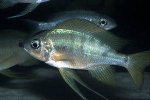 Ophthalmotilapia nasuta