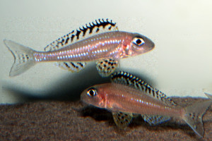 Xenotilapia papilio