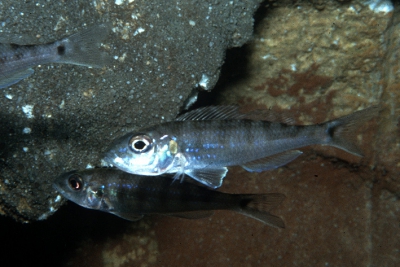 Microdontochromis tenuidentatus Cichlidae