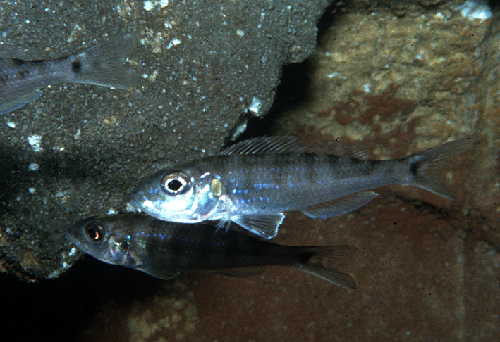 Microdontochromis tenuidentatus