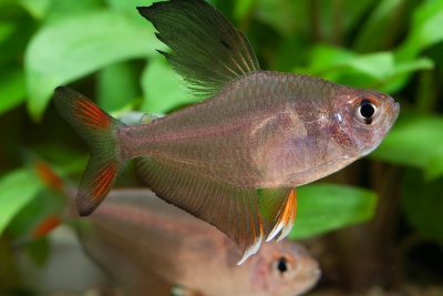 Tétra rosé Characidae