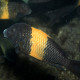 picture of Tropheus sp. Black Kiriza