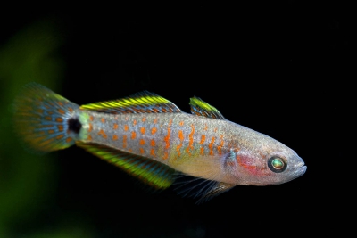 Tateurndina ocellicauda Eleotridae
