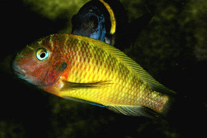 Tropheus aff. moorii "Lufubu"