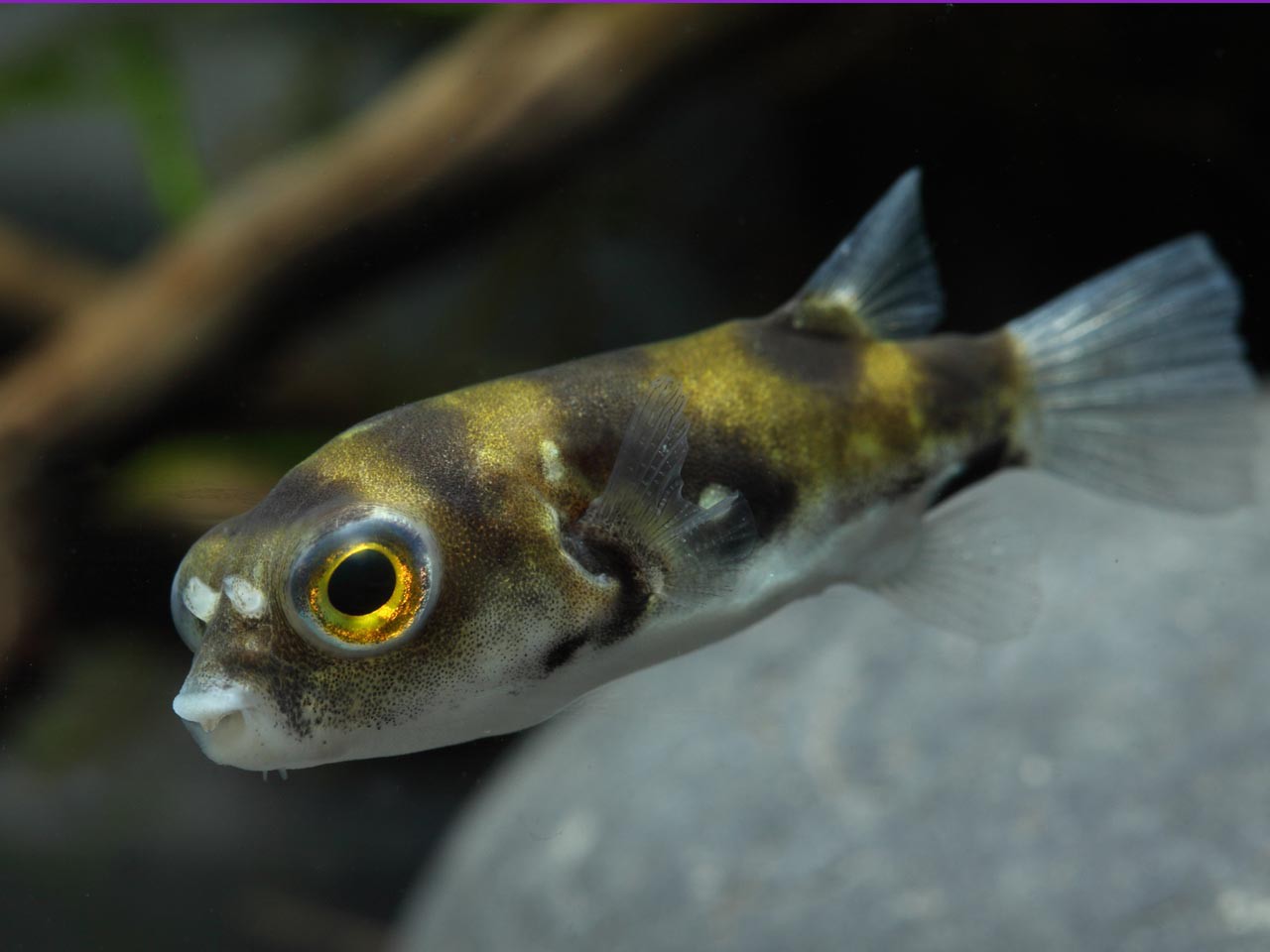 Colomesus asellus