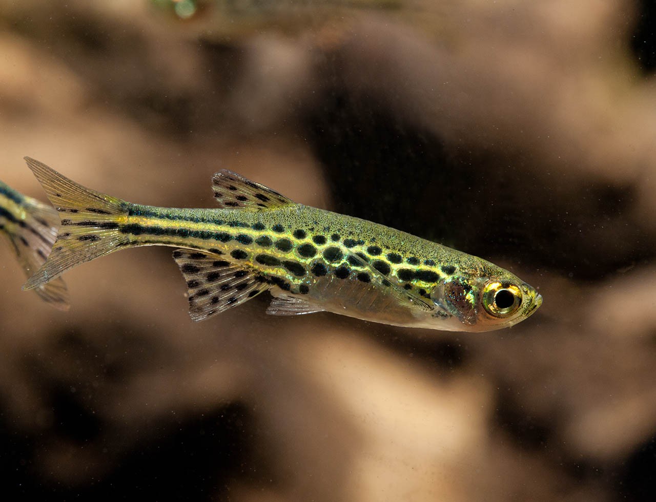 Danio tinwini