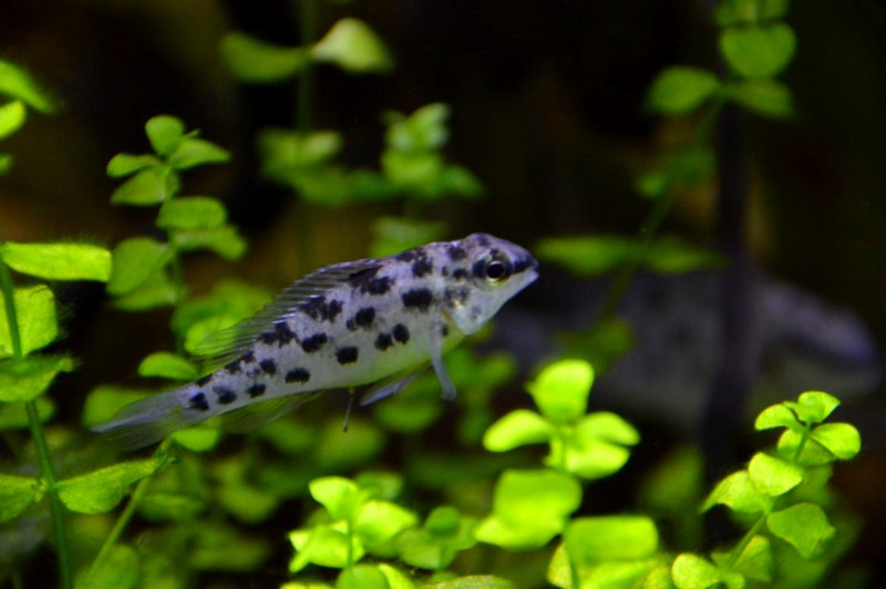 Dicrossus foirni