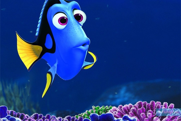 photographie - Disney/Pixar