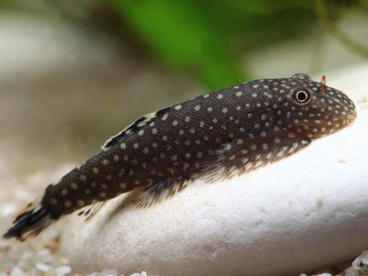 Gastromyzon punctulatus