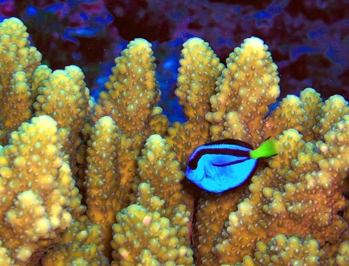 Poisson chirurgien à proximité d'un corail Acropora © US Fish and wild life 