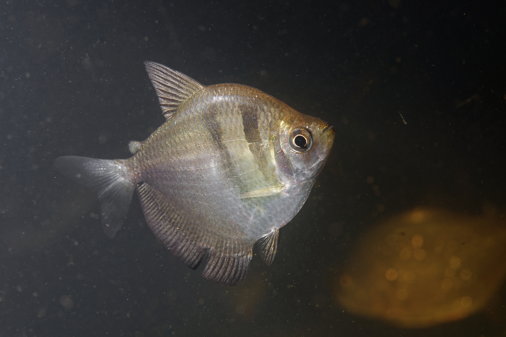Gymnocorymbus ternetzi