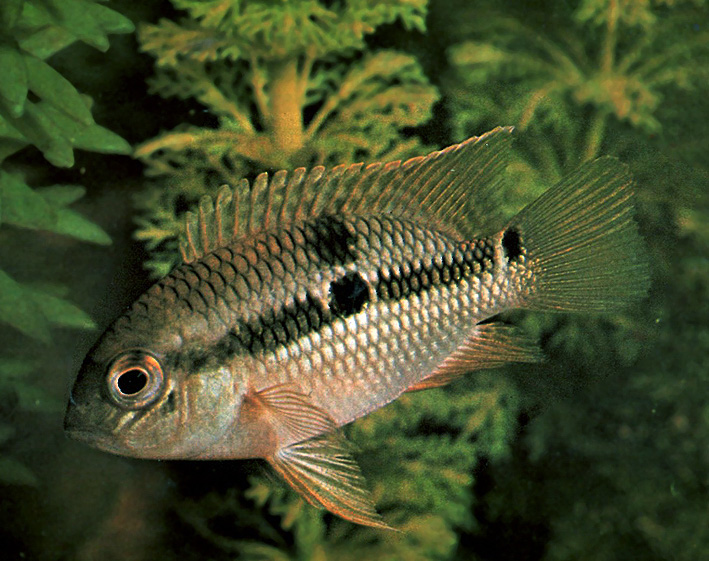 Aequidens pallidus