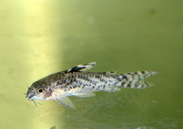 Aspidoras pauciradiatus