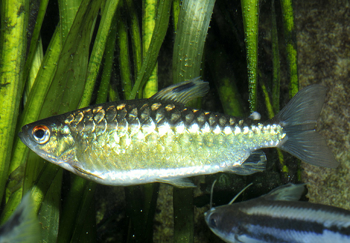 Arnoldichthys spilopterus