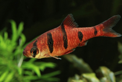 barbus à 5 bandes Cyprinidae