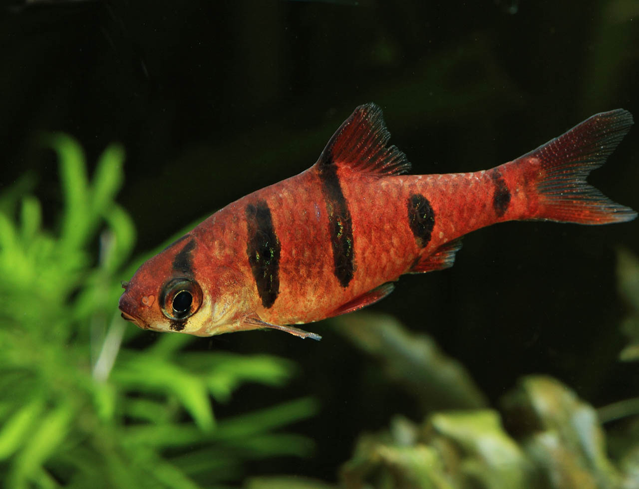Desmopuntius pentazona