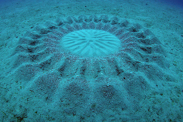 Ces poissons sont de véritables architectes aquatiques