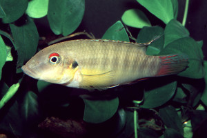 Wallaceochromis humilis