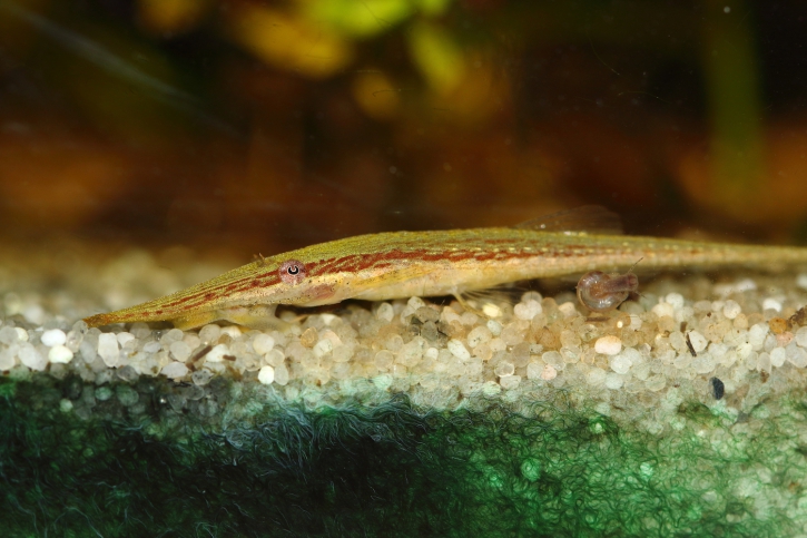 Acestridium dichromum