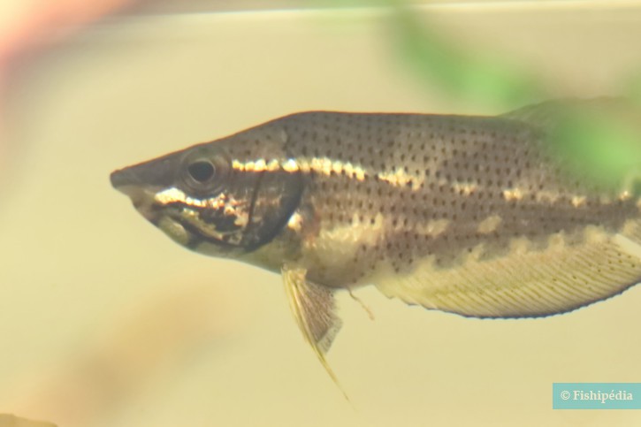 Ctenops nobilis