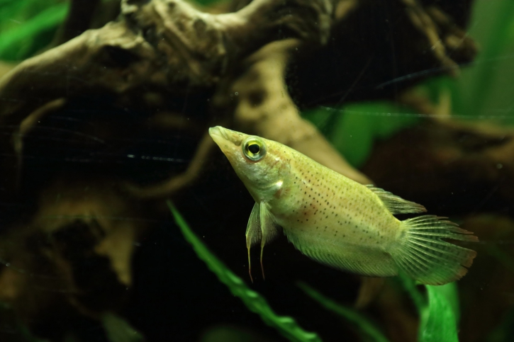 Ctenops nobilis