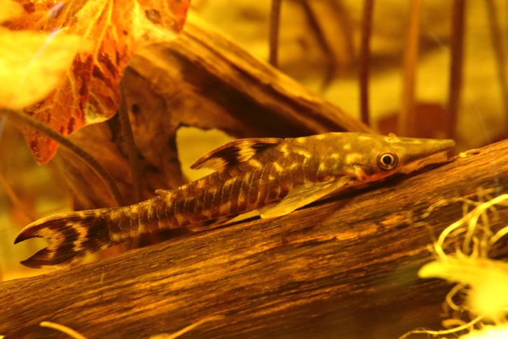 Hypoptopoma gulare