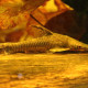 picture of Hypoptopoma inexspectatum