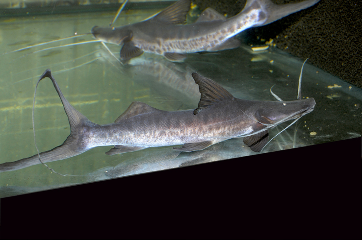 Brachyplatystoma platynemum