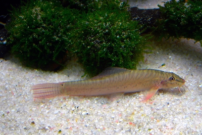 loche de montagne à bande Balitoridae