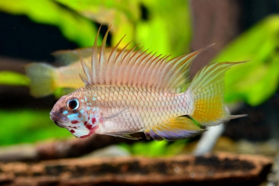 Apistogramma megaptera Cichlidae