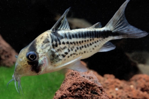 Corydoras loxozonus