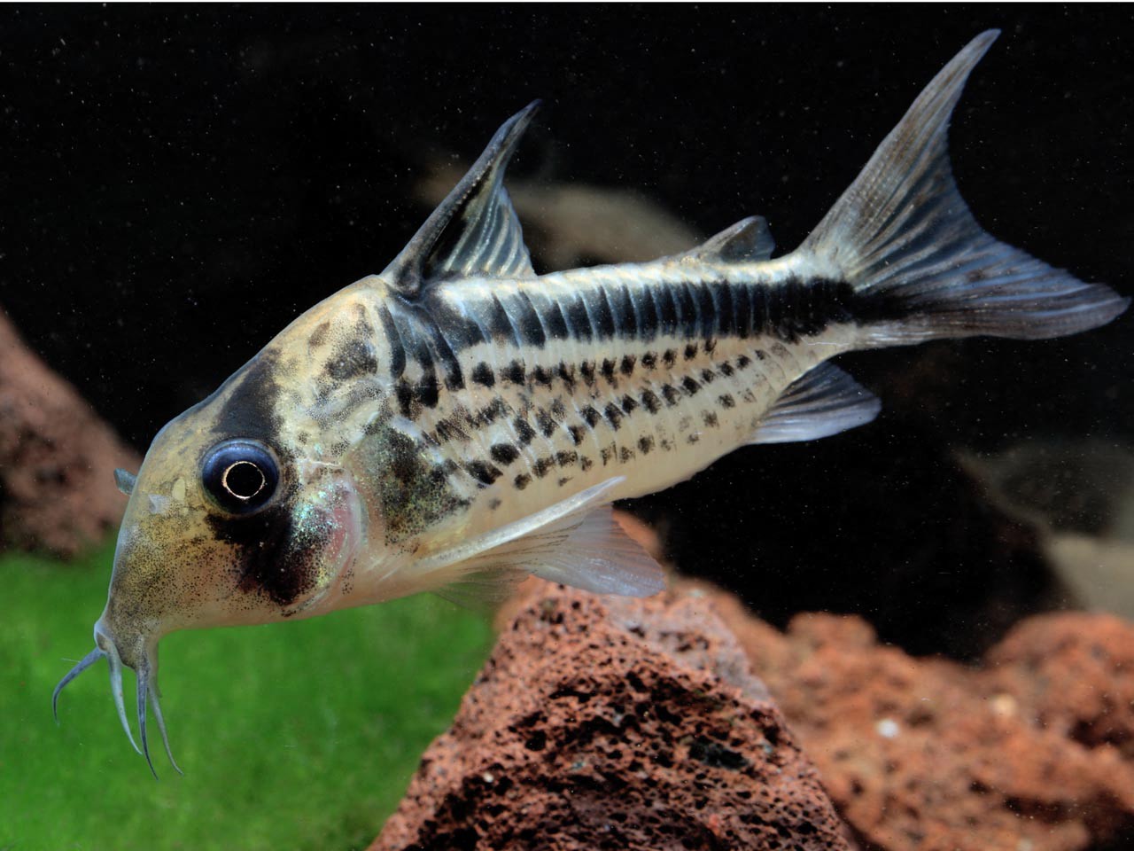 Corydoras loxozonus
