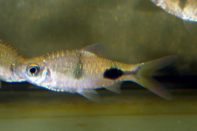 Barbus de Rohan Cyprinidae