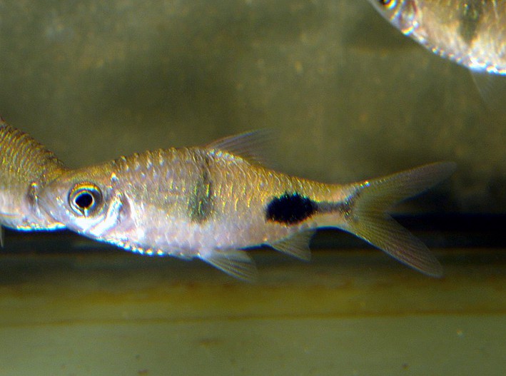 Dawkinsia rohani