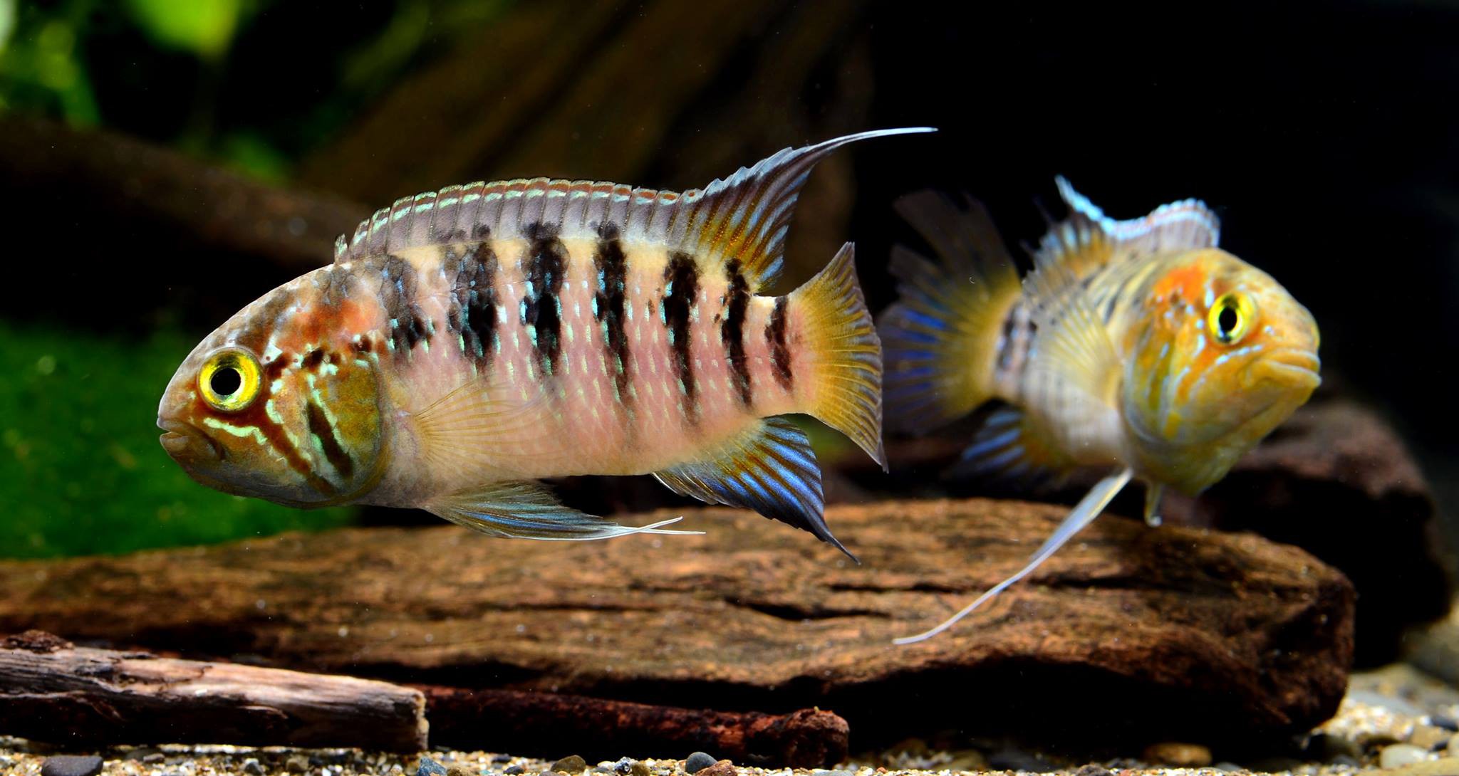Ivanacara adoketa