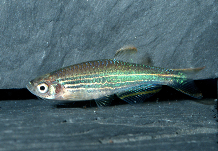 Danio kyathit