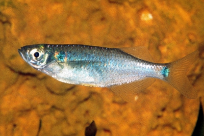Barbus de verre indien Danionidae