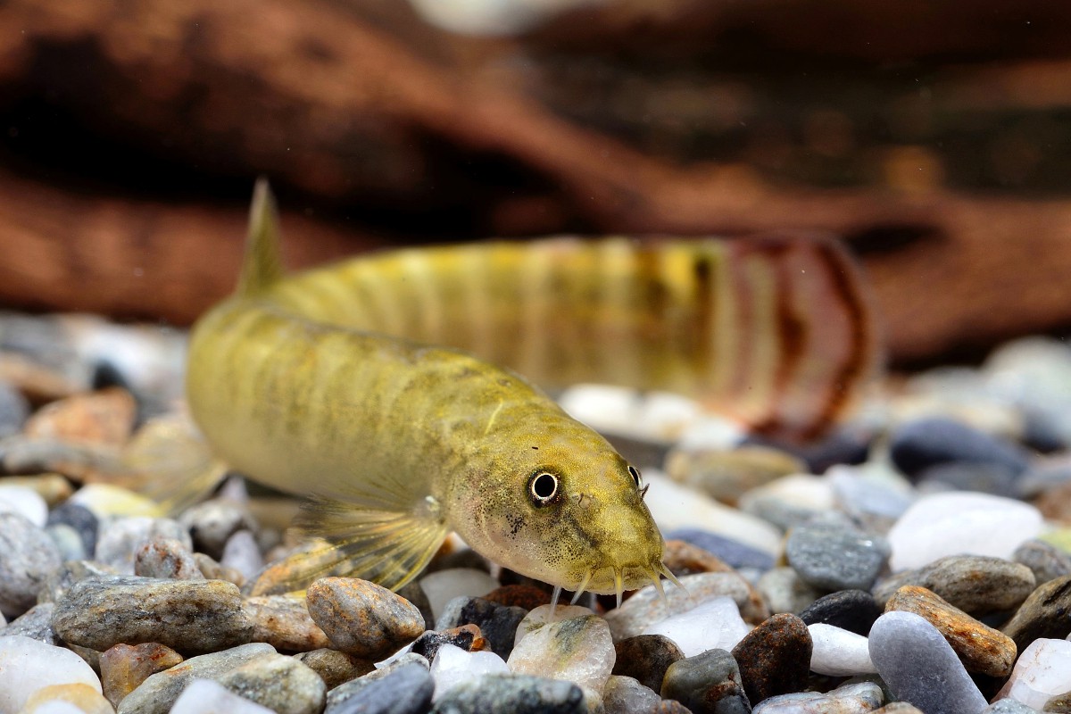 Aborichthys elongatus
