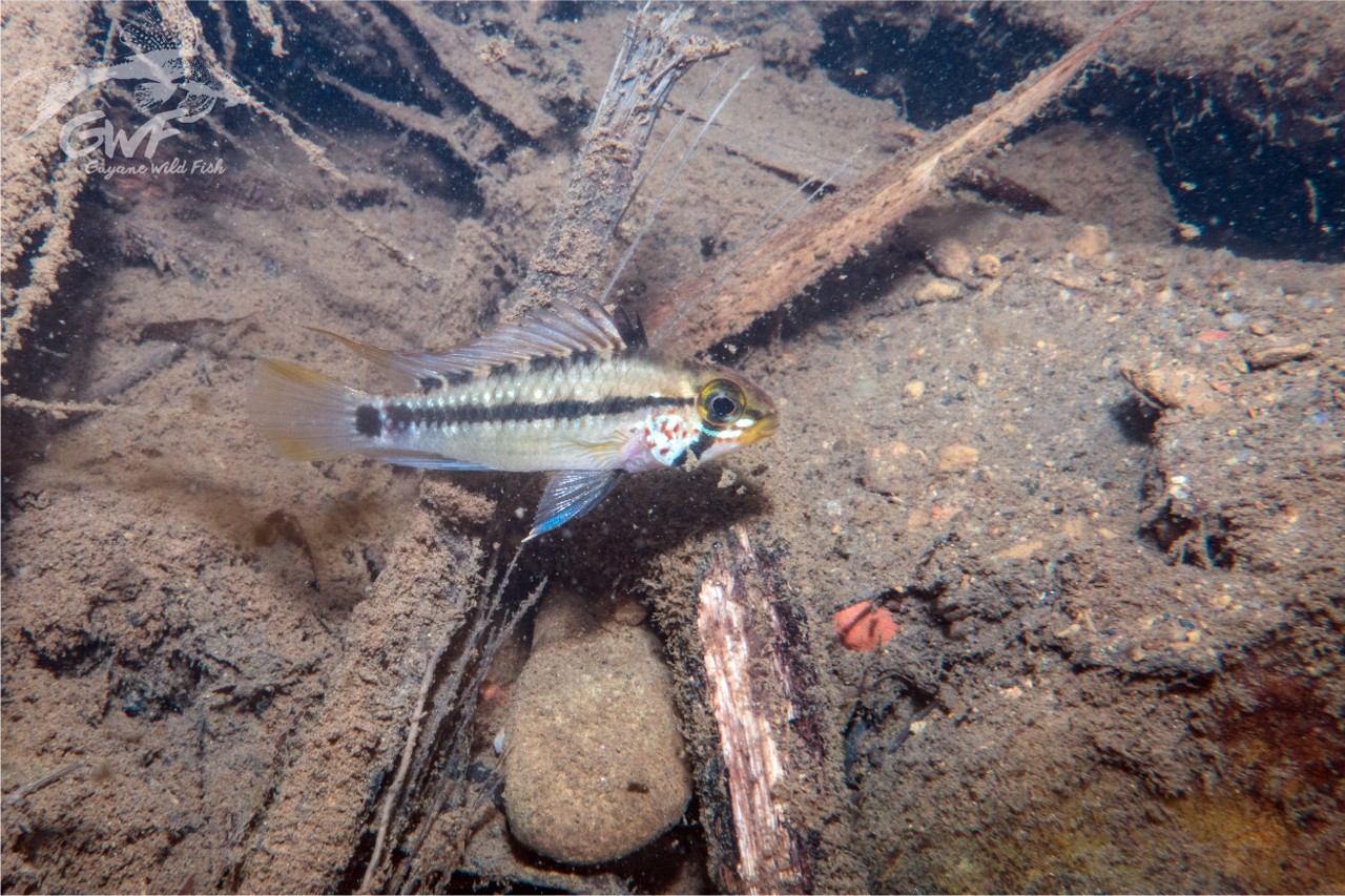 Apistogramma gossei