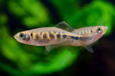 danio barré Danionidae