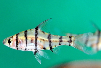Barbus à huit barres Cyprinidae
