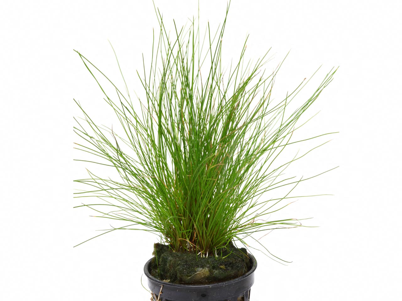 Eleocharis parvulus