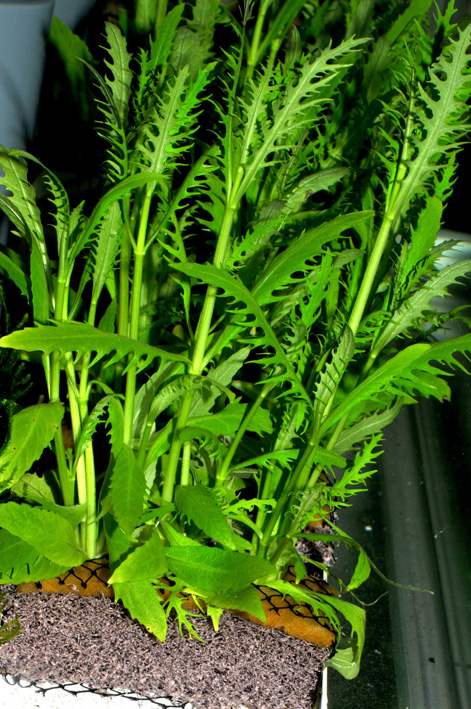 Hygrophila balsamica