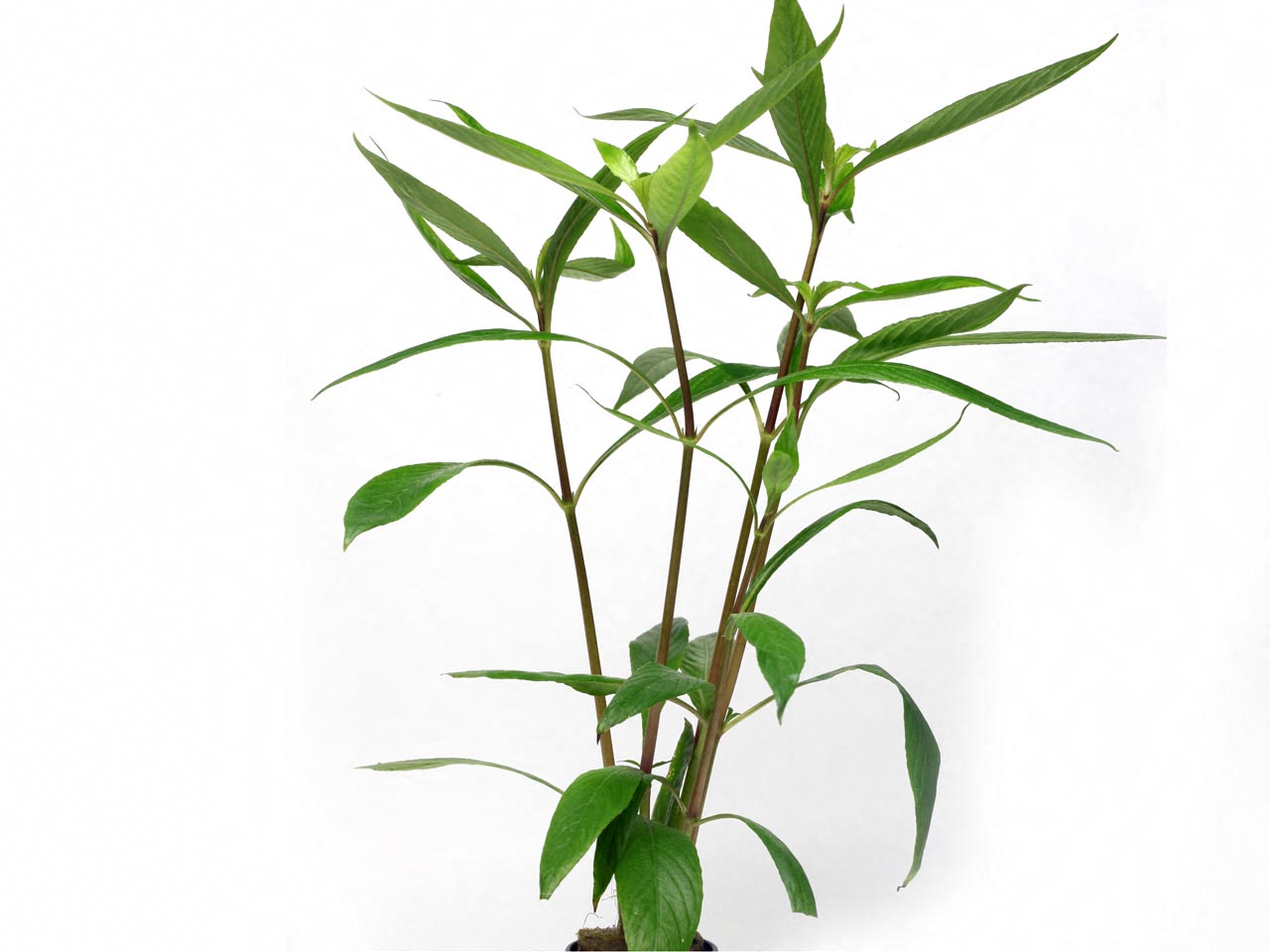 Hygrophila salicifolia