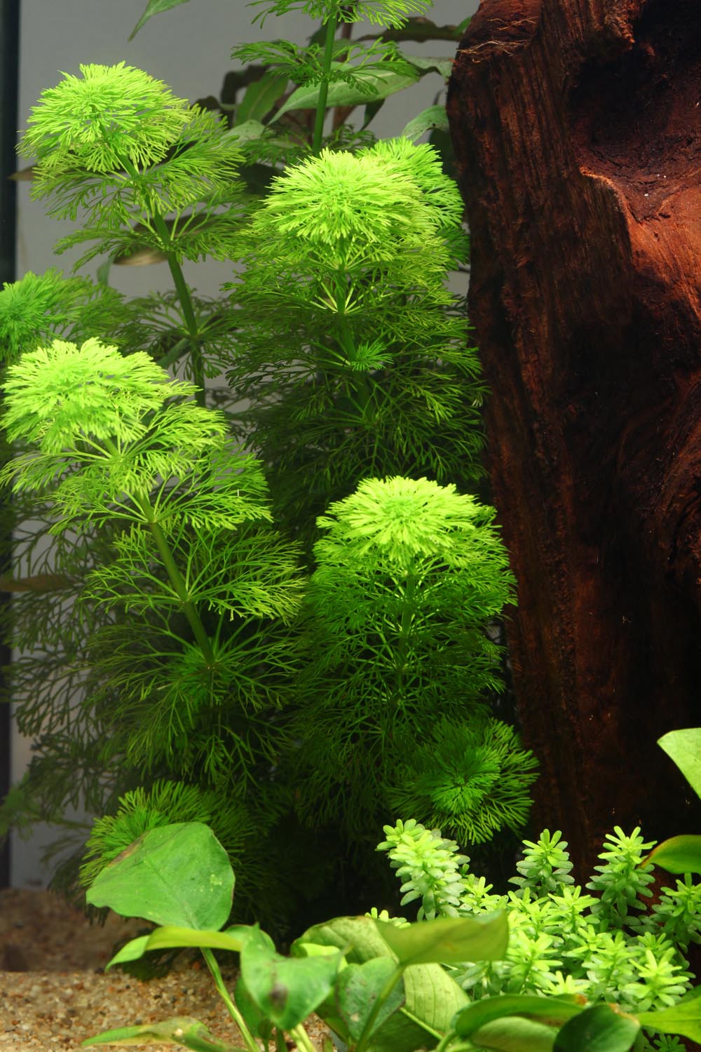 Limnophila heterophylla