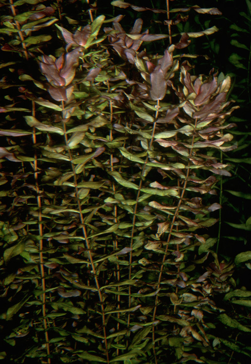 Ludwigia inclinata